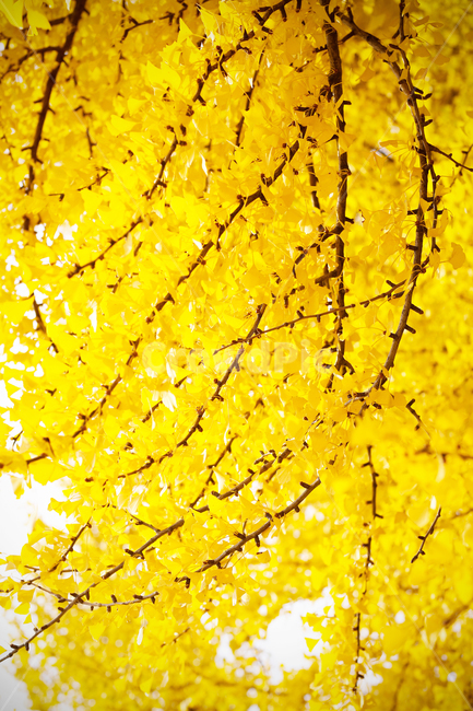 은행나무,은행,가을,나뭇잎,단풍,가을,계절,fall,autumn,season,식물,자연,plants,nature,plant,leaf,잎