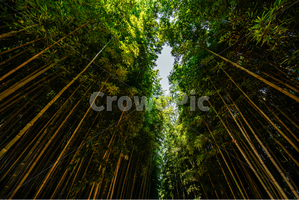 풍경,대나무,녹색,자연,휴식,쉼터,힐링,자연,풍경,nature,landscape,식물,plants,나무,trees,wood,plant,bamboo