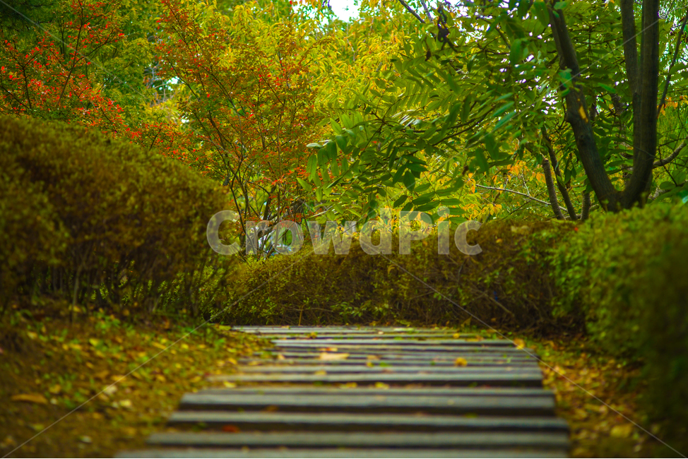 가을,단풍,숲속,나무,식물,공원,자연,나뭇잎,가을,계절,fall,autumn,season,path,통로