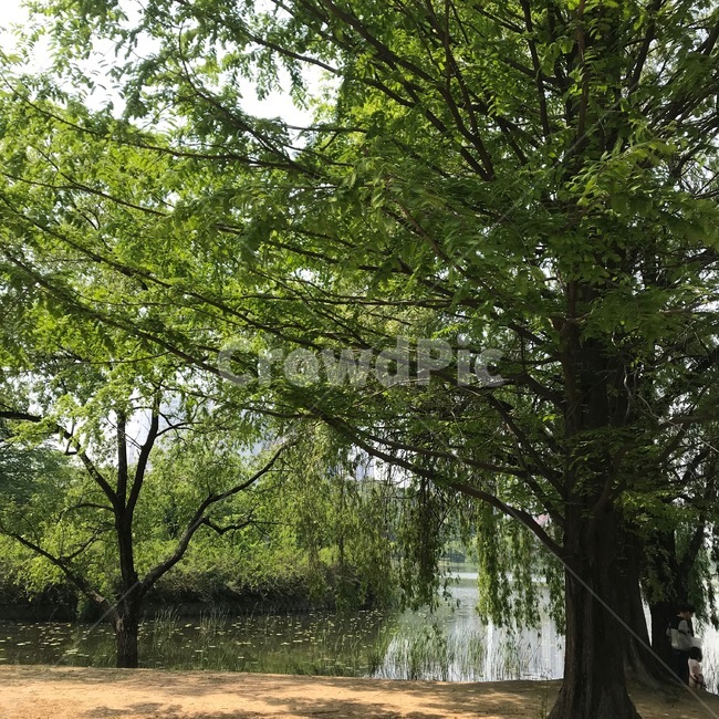 나무,나무가지,연두색,그린,green,여름,봄,forest