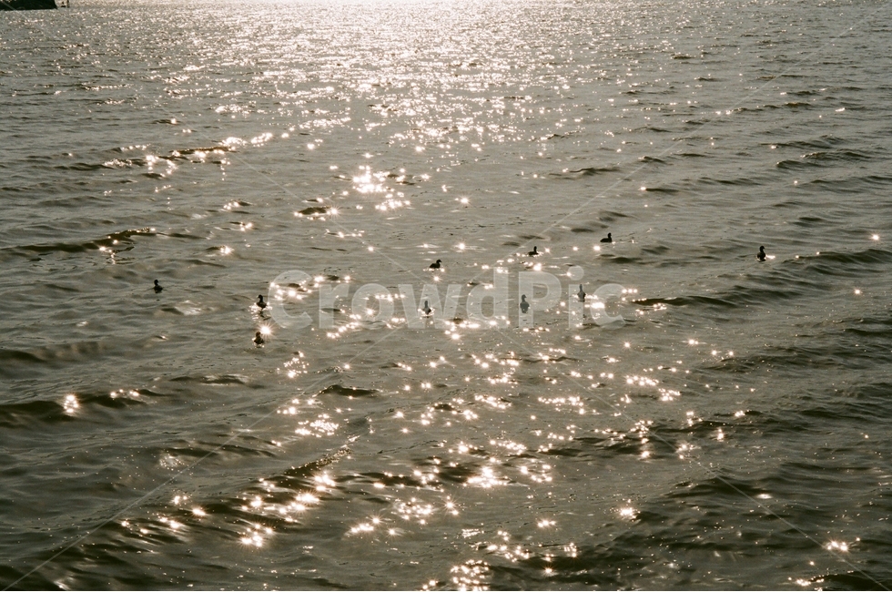 햇빛,반짝반짝,오리,반사,강물,자연,풍경,nature,landscape,동물,animal,조류,새,birds,휴식,힐링,rest,relaxation,healing,outdoors,옥외,water,물,bird