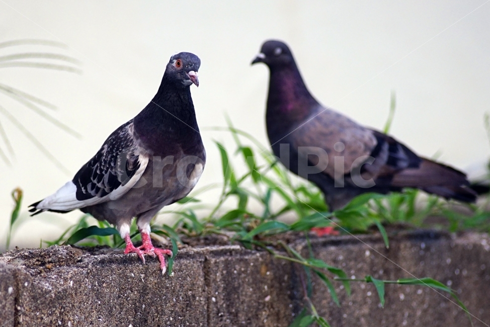 비둘기,조류,커플,새,마을,동물,animal,조류,새,birds