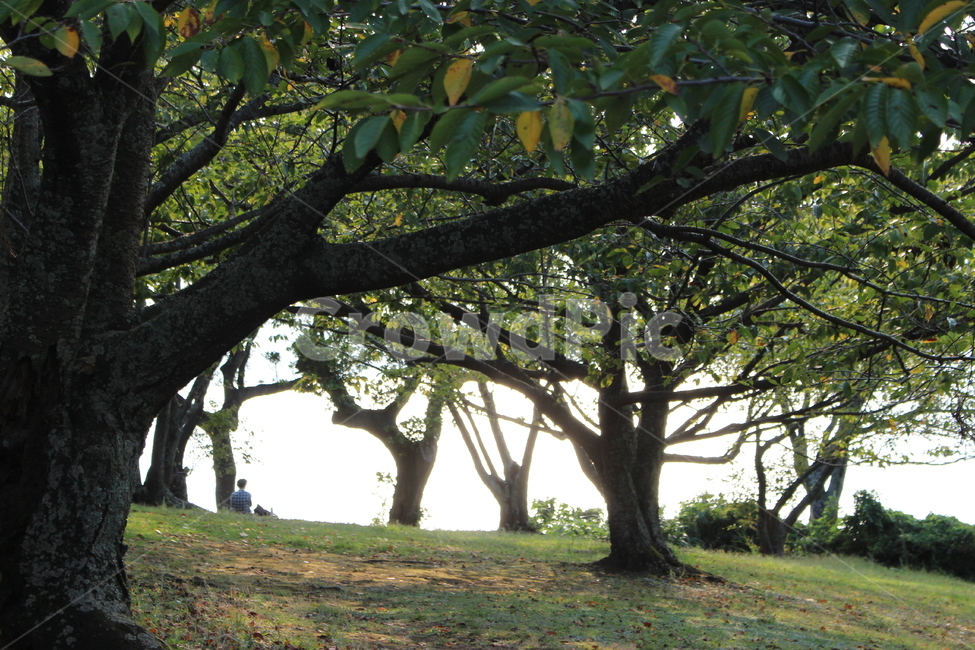 나무,자연,낮,배경,초록,잔디,가지,햇살,trees,nature,daytime,backbround,green,grass,branch,sunshine