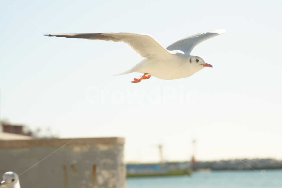 bird,갈매기,새,flying,animal,동물,seagull,나는,동물,animal,조류,새,birds