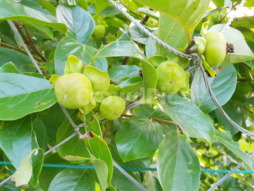 열매,과일,감,단감,식물,과일,열매,fruit