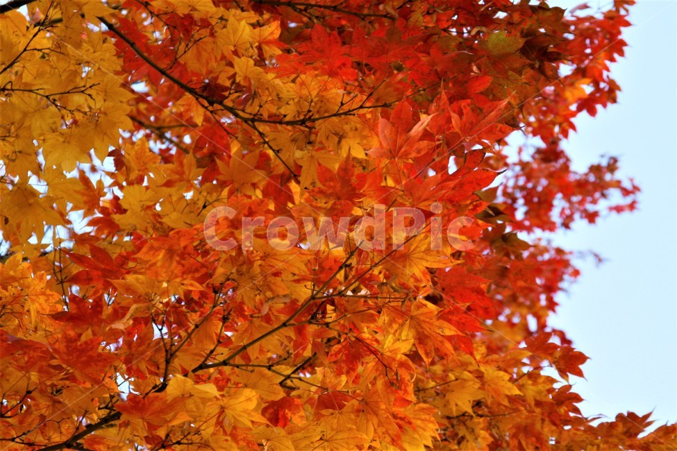 가을,단풍,단풍잎,단풍나무,나무,하늘,가을,계절,fall,autumn,season,식물,자연,plants,nature,leaf,잎,plant,tree,maple
