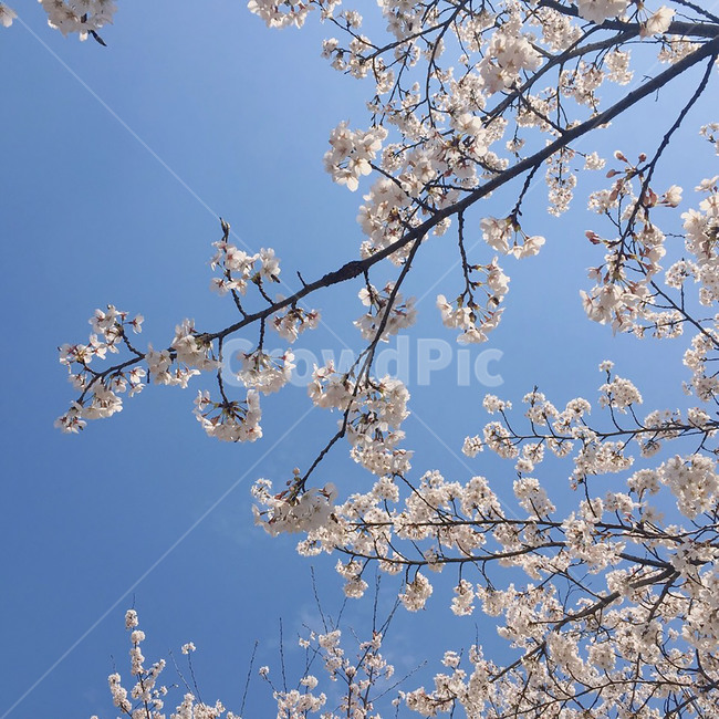 spring,벚꽃,봄,나무,하늘,꽃,sakura,tree,flower,sky,cherryblossom,사쿠라,분홍색,pink,하늘색,배경,background,벚나무