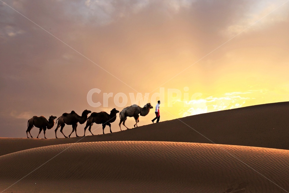중국,신강성,우루무치사막,낙타행렬,sand,모래,outdoors,옥외,nature,자연,dune,모래언덕,person,사람,human,인간,낙타,자연,풍경,nature,landscape,동물,animal,포유류,mammal