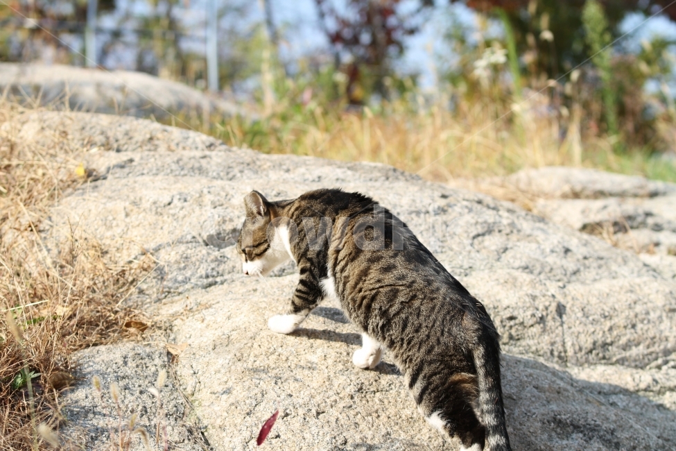 고양이,길고양이,공원,동물,감성사진,고양이표정,동물,animal,포유류,mammal,고양이,cat,kitten,kitty