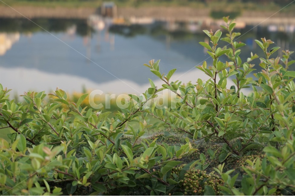 강가,산책로,샛강,자연,riverside,trail,nature,자연,풍경,nature,landscape,식물,plants,pottery,도기류,jar,항아리,plant,potted plant,화분