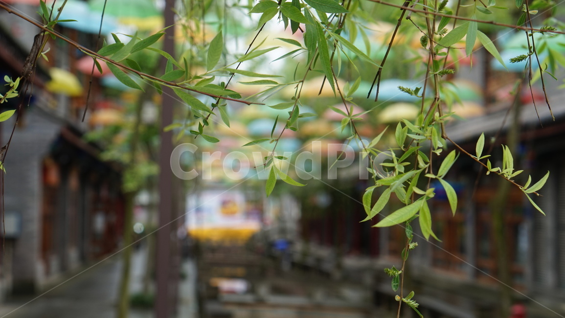 우산,잎,plant,leaf,식물,tree,나무,feel,푸른색,감성