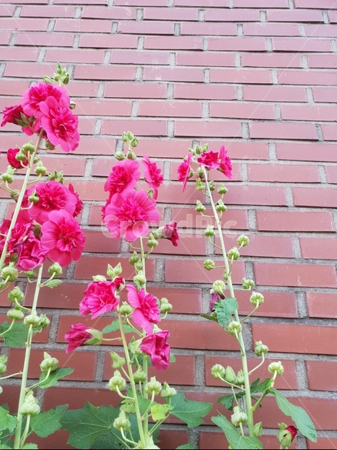 꽃,식물,자연,힐링,flower,식물,자연,plants,nature,꽃,flower