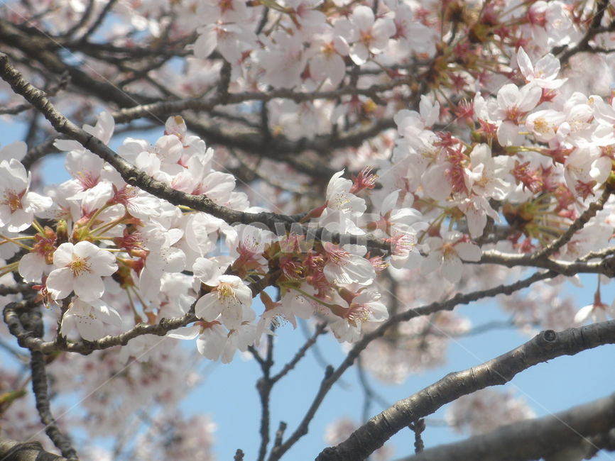 벚꽃,봄,따뜻함,봄봄봄,꽃,봄,계절,spring,season,plant,식물,flower,blossom