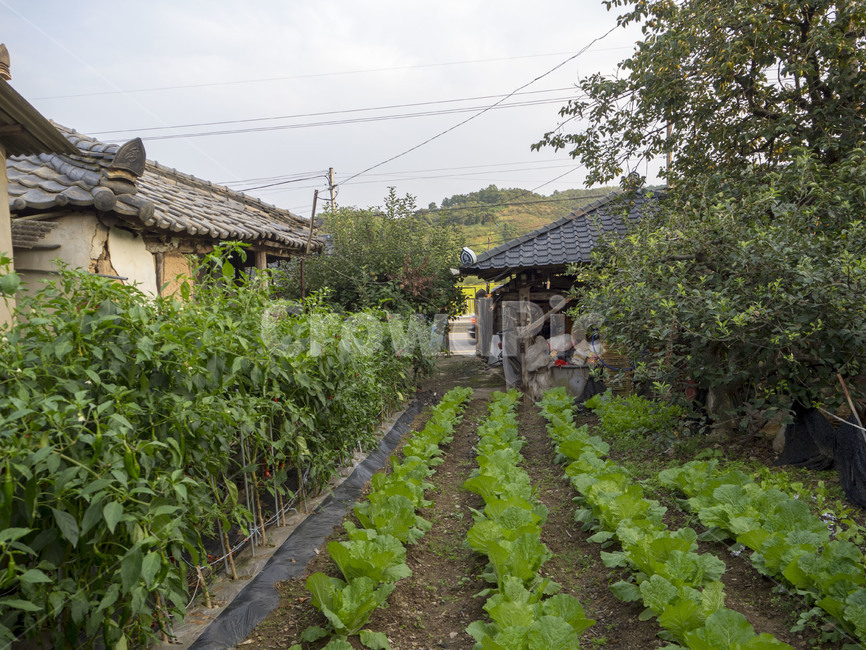 창녕,changnyeong,이방,이방면,장천리,시골집,시골,country,배추밭,밭,고추밭,시골,마을,풍경,landscape,country,rural,town