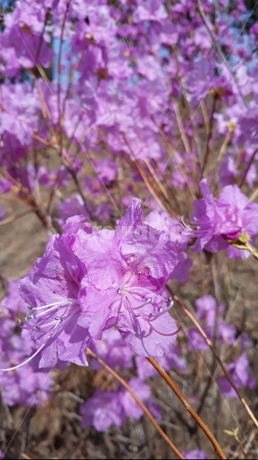 flower,꽃,식물,진달래,blossom,수목원