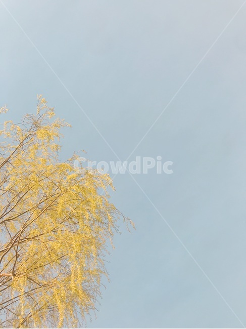 개나리,벚꽃나무,하늘,나무,가지,식물,봄,계절,spring,season,자연,풍경,nature,landscape