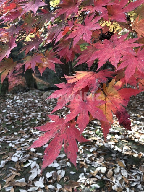 leaf,나무,maple,단풍,빨강,가을,계절,fall,autumn,season