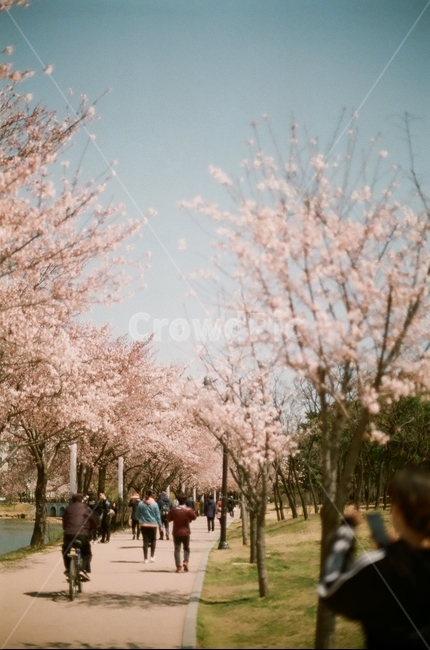 봄,벚꽃공원,공원,벚꽃,산책,봄,계절,spring,season