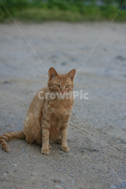 고양이,길고양이,동물,냐옹이,아침,마당,cat