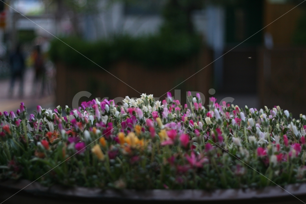 꽃,알록달록,작은꽃,무성함,밝음,식물,자연,plants,nature,꽃,flower