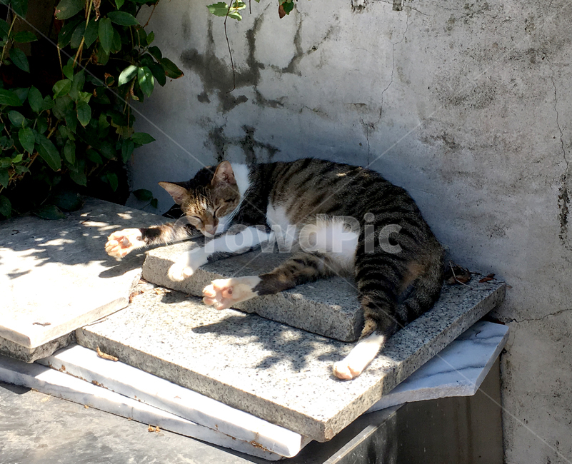 고양이,길냥이,발바닥,휴식,cat,sole,rest,break,잠,sleep,동물,animal,포유류,mammal,고양이,cat,kitten,kitty