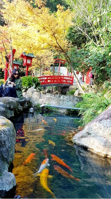 풍경,잉어,연못,단풍,다리,자연,풍경,nature,landscape,사람,인물,인간,human,person,여성,여자,woman,female,lady,water,물,outdoors,옥외