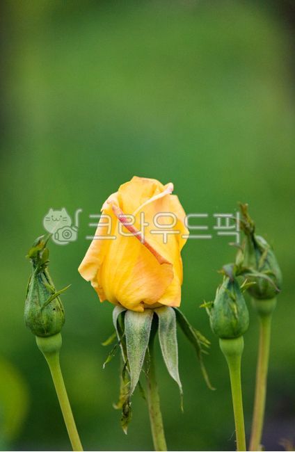 장미,장미꽃,꽃봉오리,노랑장미,꽃,로즈,자연,rose,flower,nature