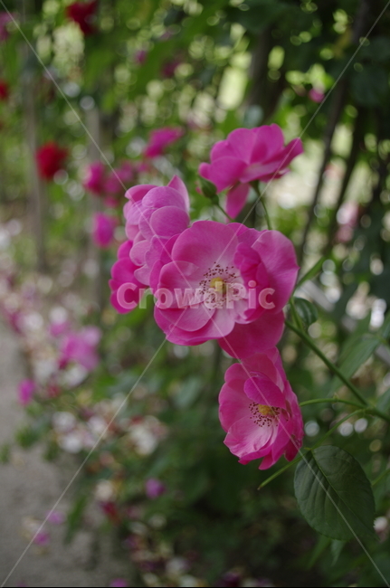 장미,꽃,flower,식물,plant,자연,nature