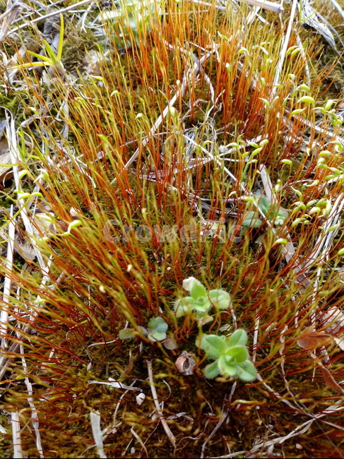 식물,이끼,plant,매태,녹전,선태식물