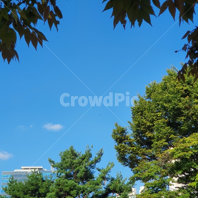 tree,나무,sky,하늘,그늘,plant,식물,파란하늘,bluesky