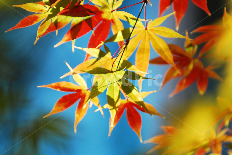 가을,단풍,노랑,계절,낙엽,단풍나무,가을,계절,fall,autumn,season,plant,식물,leaf,잎,tree,나무,maple