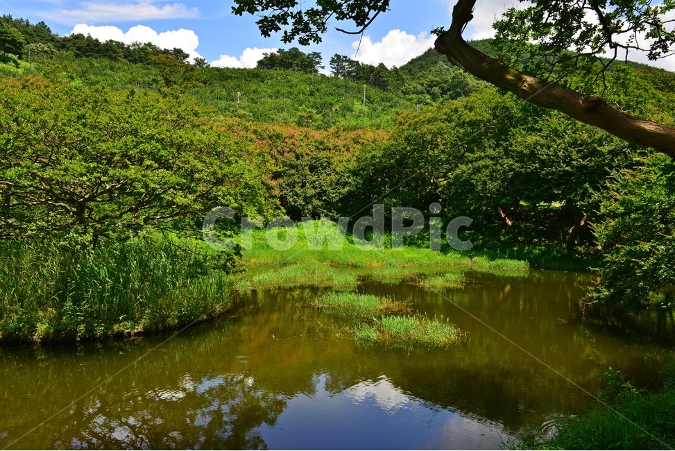 nature,자연,water,물,outdoors,옥외,전남,담양,명옥헌,명옥헌원림,명옥헌여름,계절,신록,하늘,구름,배롱나무