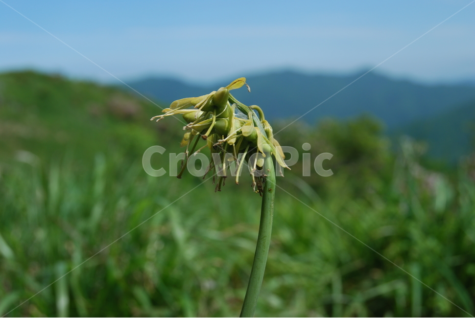 소백산,들꽃,자연,봄,공원,식물,자연,plants,nature