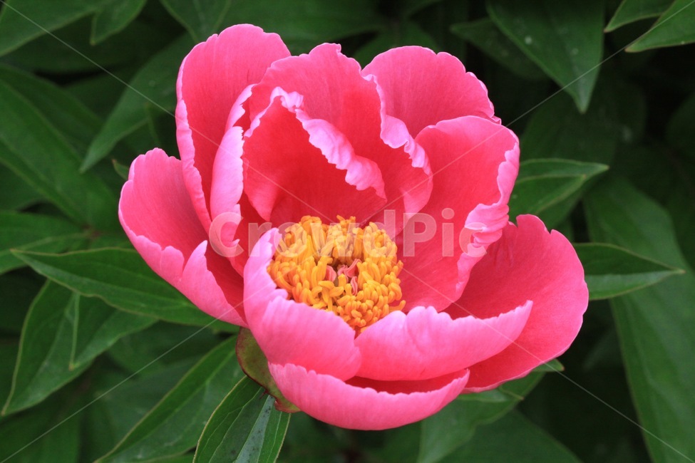 식물,꽃,작약,자연,분홍꽃,flower,식물,자연,plants,nature,꽃,flower