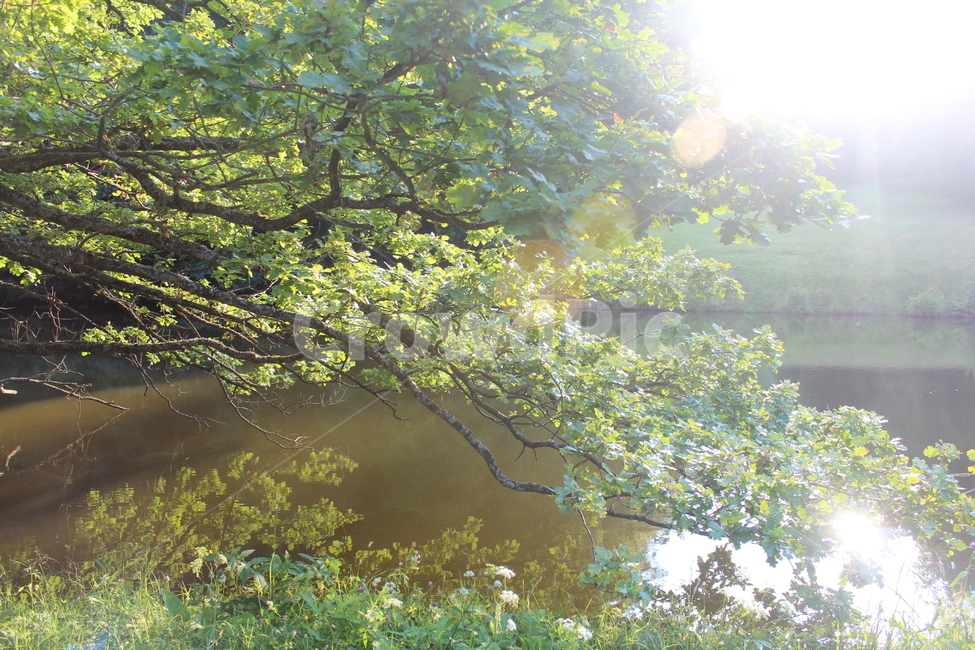 나무,시냇물,햇살,수경,나뭇가지,나뭇잎,nature,산,자연,자연,풍경,nature,landscape,tree,plant,식물,vegetation,초목