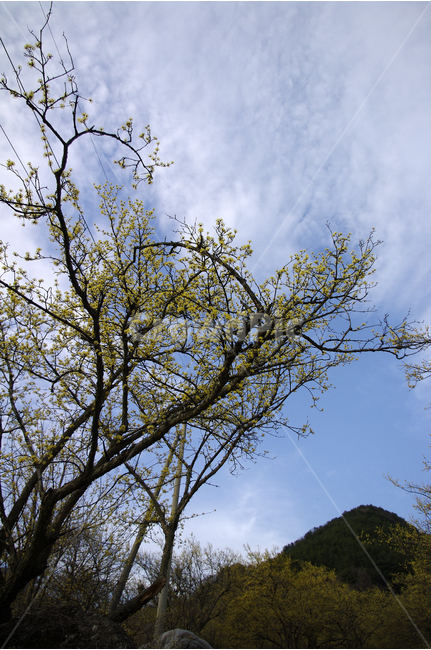 산수유,나무,하늘,파란하늘,꽃봉오리,봄,봄날,봄풍경,봄꽃,감성,spring,flower,봄길,산책,봄나들이,식물,꽃,봄,계절,spring,season,식물,자연,plants,nature,나무,trees,wood,tree,plant