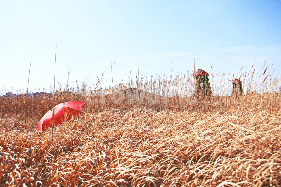 풍차,갈대,식물,자연,생태공원,풍경,배경,가을,계절,fall,autumn,season,자연,풍경,nature,landscape