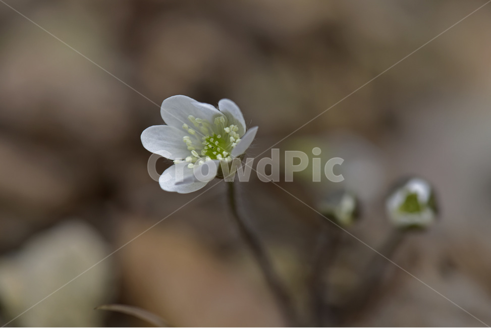 노루귀,야생화,이른봄,파설초,설할초,자주색,흰색,분홍색,식물,자연,plants,nature,꽃,flower