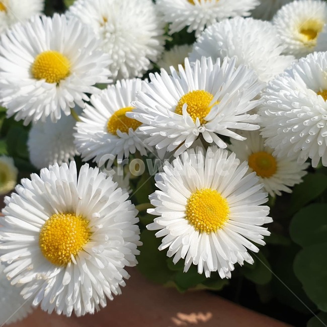 plant,daisy,blossom,flower,daisies,데이지,꽃,화분,봄,식물