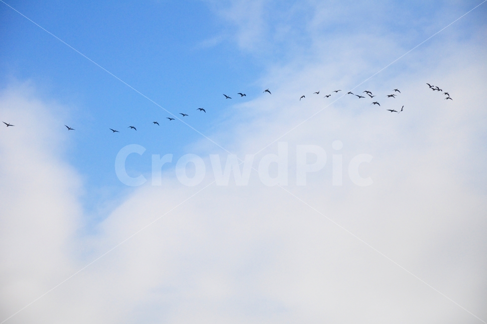 파주,헤이리마을,하늘,구름,새,새떼,그룹,공동체,town,village,sky,clouds,birds,group,flying,자연,풍경,nature,landscape,동물,animal,조류,새,birds,bird,flock,대군