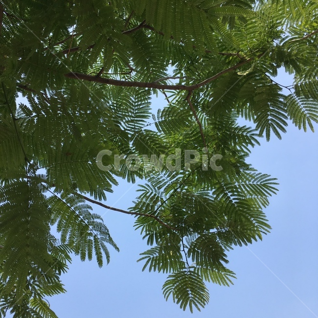tree,나무,plant,식물,leaf,잎,하늘,식물,자연,plants,nature