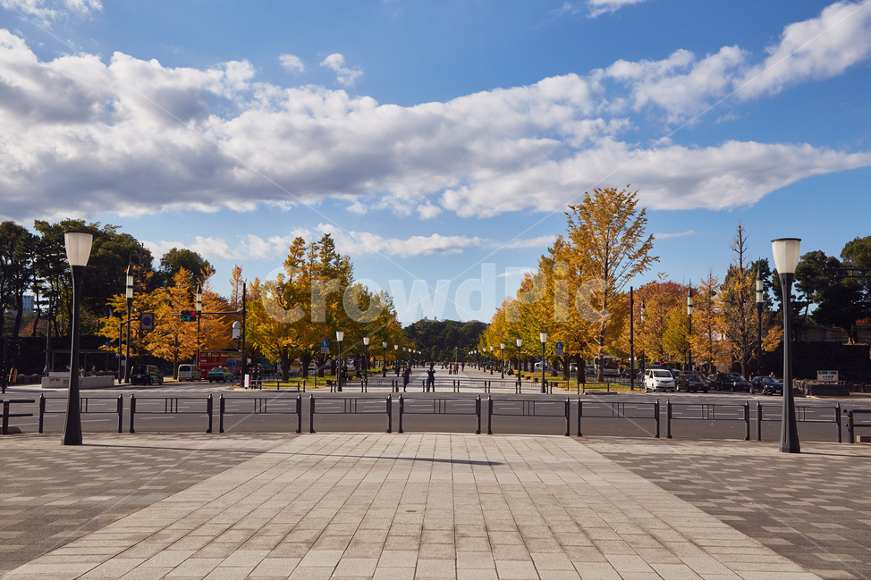 마루노우치,가을,은행,맑은날씨,도쿄,나무,도시,도심,city,downtown,walkway,보도,architecture,일본,가을,계절,fall,autumn,season