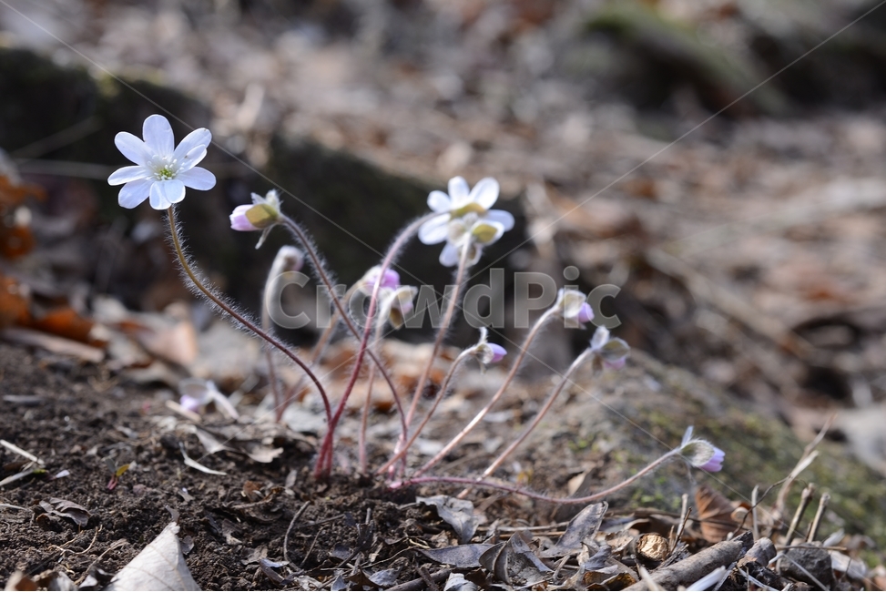 봄,꽃,봄꽃,노루귀,야생화,spring,flower,closeup,접사,근접촬영,봄,계절,spring,season,식물,자연,plants,nature,꽃,flower,plant
