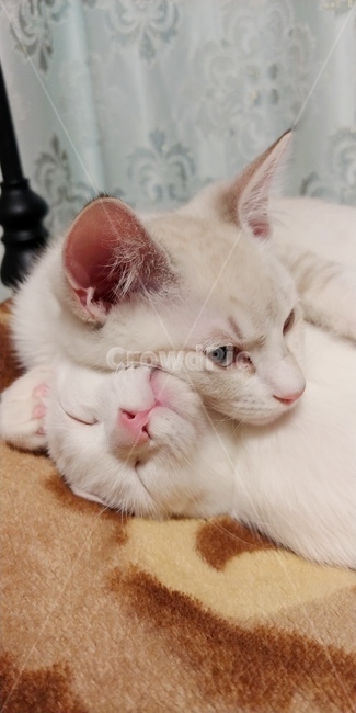 animal,동물,mammal,포유류,cat,고양이,pet,kitten,고양이새끼,냥이,하얀고양이,아기고양이,반려묘,동물,animal,포유류,mammal,고양이,cat,kitten,kitty