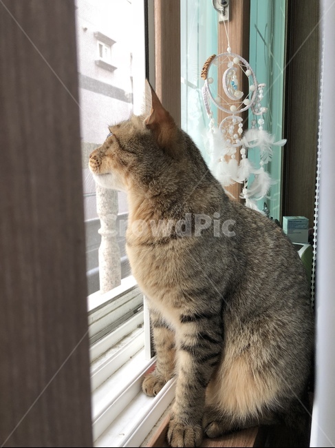고양이,pet,cat,애완동물,코숏,드림캐쳐,동물,animal,포유류,mammal,고양이,cat,kitten,kitty