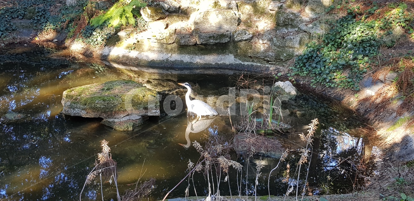 bird,새,물새,waterfowl,animal,동물,공원,물