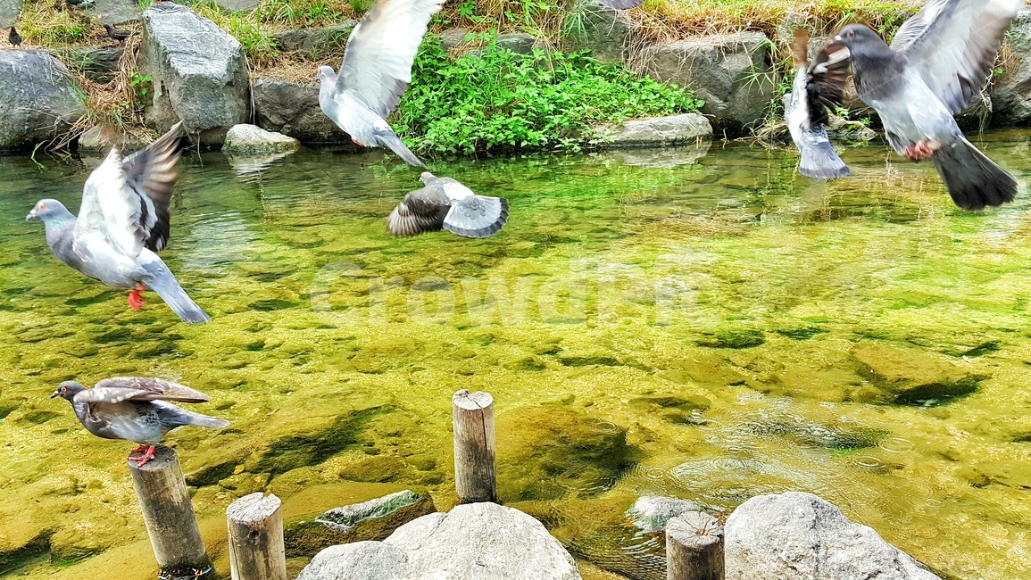 비들기,물,바위,돌,초록,식물,시냇물,새,조류,하천,강,자연,생태,bird,river,nature,water,birds,dove,pigeon