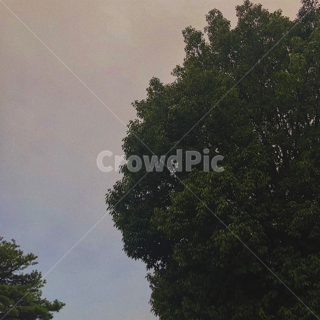 하늘,나무,sky,tree,natural