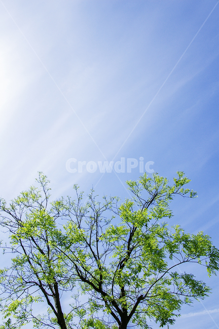 봄,봄날,나무,하늘,파란,spring,blue,bluesky,tree,plant,식물,green,녹색,자연,풍경,nature,landscape