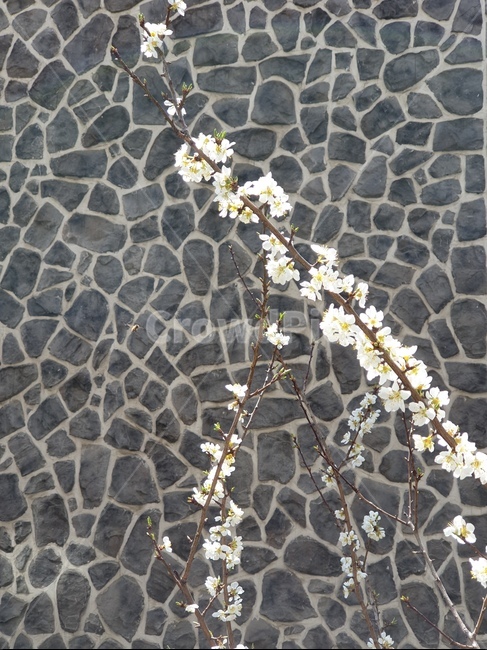 벚꽃,나무,꽃,흰꽃,봄,봄,계절,spring,season,식물,자연,plants,nature,꽃,flower